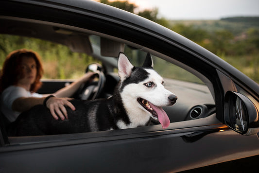 Buckle Up for Safety: The Importance of Pet Car Safety with Seat Belts