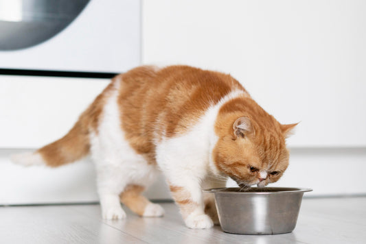 How Long Can You Leave Cat Food Out Safely?
